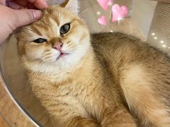 -有喵·猫咖·狗咖·30几只猫10只小狗(岗厦店)