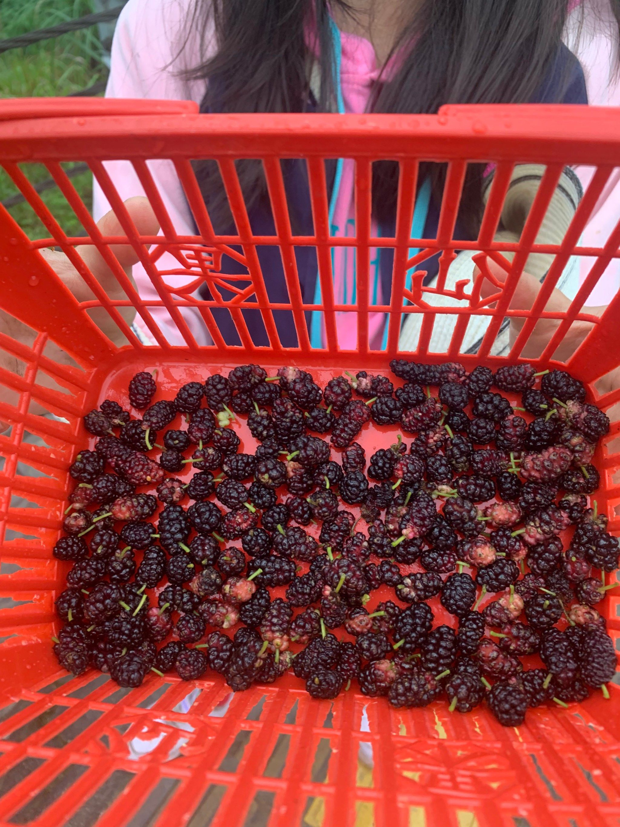 我的旅行采摘日记 下雨天摘桑葚,废了一双鞋,废了一条裤子,确实好