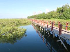 -北海金海湾红树林生态旅游区