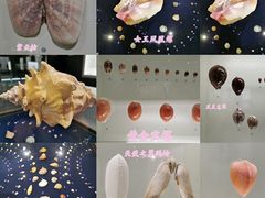 -青岛贝壳博物馆