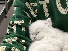 -欣宠猫屋·矮脚拿破仑·蓝金金渐层