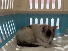-艾贝尔宠物医院·24H转诊中心·肿瘤猫专科(江宁双龙店)