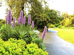 -墨尔本皇家植物园