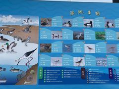 -鹦鹉洲湿地公园
