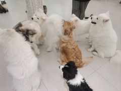 -安格丽娜·狗咖·猫咖羊驼咖(春熙路百盛商场店)