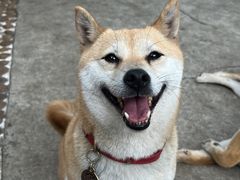 -柴犬高等学院·狗咖·柴犬售卖·宠物训练