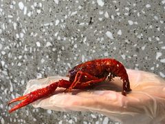 -一棠龙虾•王牌虾球(后湖御华里店)