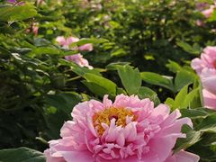 -洛阳市隋唐城遗址植物园