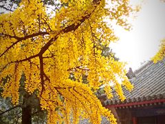 -红螺寺