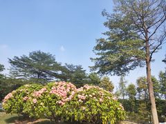 -东莞植物园