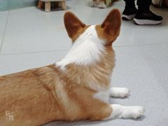 -我爱猫咪·猫咖·狗咖·安哥拉兔·羊驼咖(小寨华旗店)