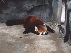 -武汉动物园