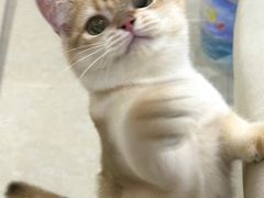 -喵zoo家庭繁育猫舍(尖东智能花园店)