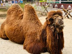 -北京野生动物园