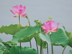 -莲花池公园