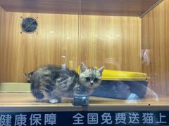 -欣宠猫屋·矮脚拿破仑·蓝金金渐层