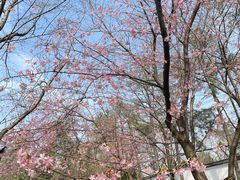 -武汉大学-樱园