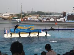 -秦皇岛乐岛海洋王国