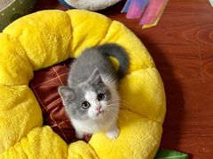 -babydoll猫舍·米努特·德文·缅因(久光中心店)