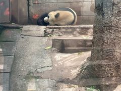 -中国大熊猫保护研究中心雅安碧峰峡基地