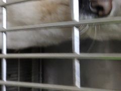 -瑞鹏宠物医院·夜间急症·心超·猫科(祖庙分店)
