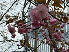 -北海道厅旧本厅舍(旧本庁舎)