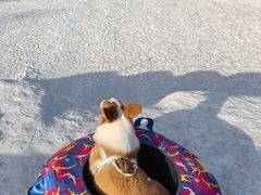 -宠乐会宠物乐园