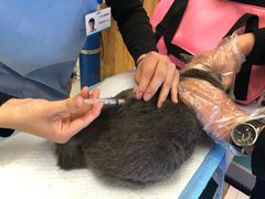 -纳吉亚猫专科动物医院博雅分院