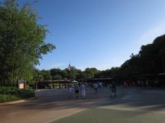 -奥兰多迪士尼动物王国乐园