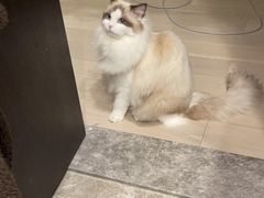 -宠爱国际动物医院· 猫科· 外科·中兽医(长白店)