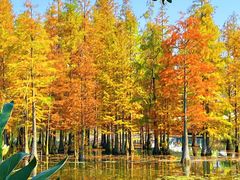 -白鹭湾湿地公园