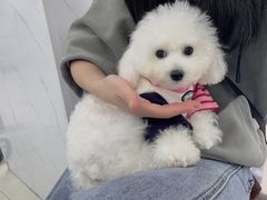 -翊宠yipet猫狗购宠庄园犬舍•猫舍