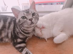 -猫大福·Fortune Cat猫舍(百子湾店)
