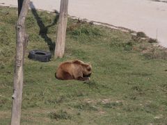 -青藏高原野生动物园