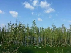 -白鹭湾湿地公园