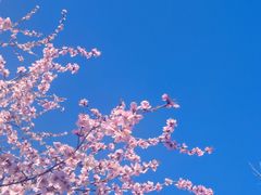 -桃花堤公园