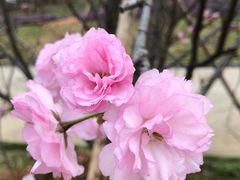 -天适樱花悠乐园