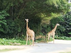 -广州长隆野生动物世界