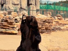 -鄂尔多斯野生动物园