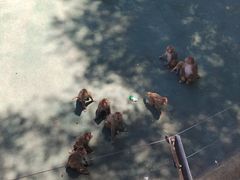 -青藏高原野生动物园