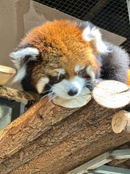 -Zoolung Zoolung动物主题公园(海信广场店)