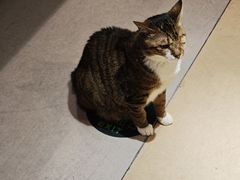 -御宝贝·A梦猫科宠物医院(国际猫友好医院)