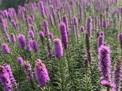 -径山花海