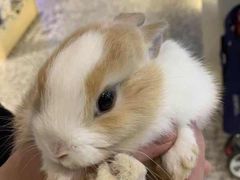 -momokira米努特·德文卷毛猫·棉花面纱犬
