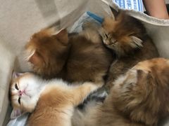 -佳雯宠物医院·皮肤科·内外科(春晓路分院)