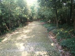 -上海佘山国家森林公园天马山园