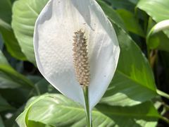 -瑞丽独树成林风景区