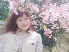 -天适樱花悠乐园
