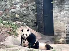 -都江堰中华大熊猫苑