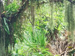 -中国科学院西双版纳热带植物园